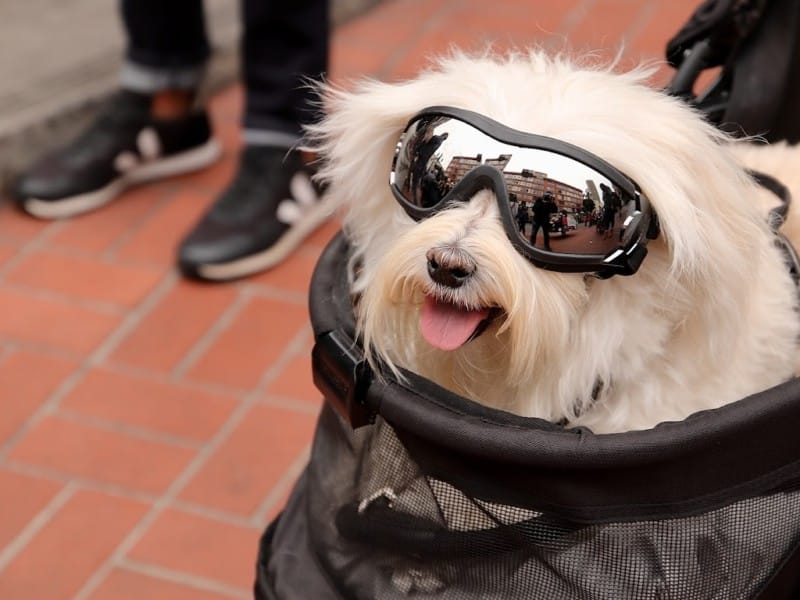 Gaslamp-Quarter-Pet-Parade