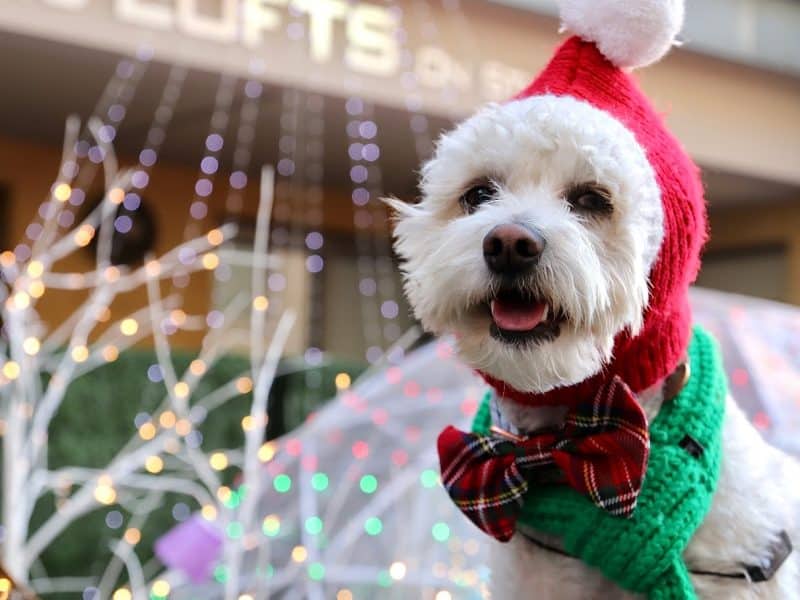 Gaslamp-Pet-Parade-2023