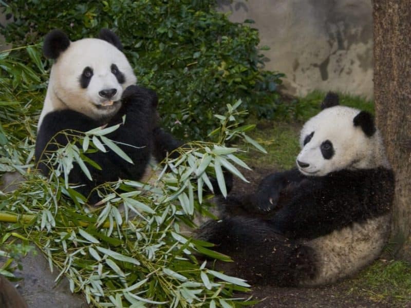 San-Diego-Panda-Return